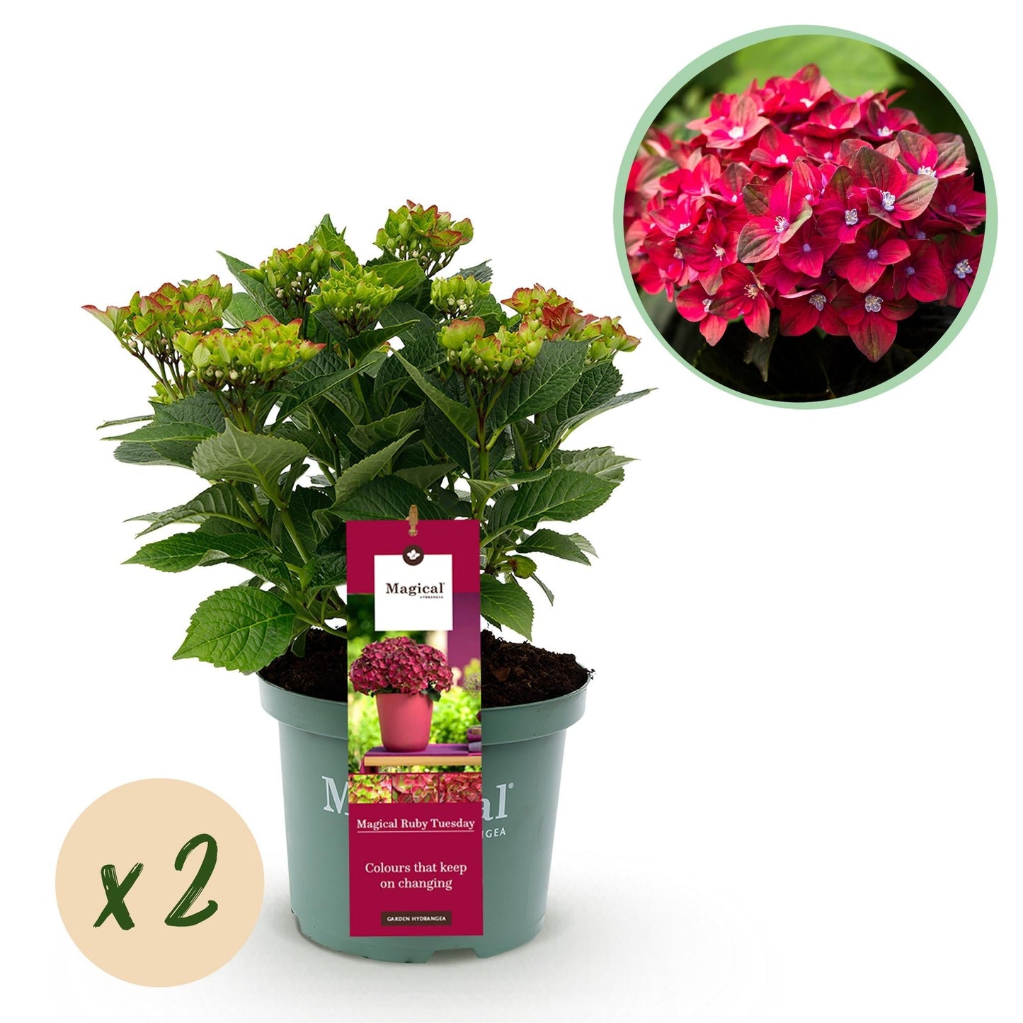 Hydrangea macrophylla Ruby Tuesday & Sapphire – Tuinhortensia – 2 planten – 23 cm – Hoogte 55 cm – Rood en Blauw – Balkonplant – 6-10 bloemen – Kleurenmix – Onderhoudsvriendelijk