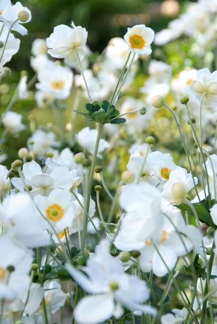 Japanse anemoon Anemone hyb. 'Honorine Jobert' – ↕10-25cm – Ø9cm – 12 planten – Herfstbloeier – Onderhoudsvriendelijk – Zonnig & Halfschaduw