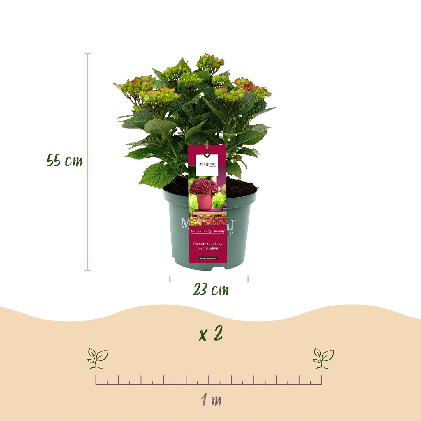Hydrangea macrophylla Ruby Tuesday & Sapphire – Tuinhortensia – 2 planten – 23 cm – Hoogte 55 cm – Rood en Blauw – Balkonplant – 6-10 bloemen – Kleurenmix – Onderhoudsvriendelijk