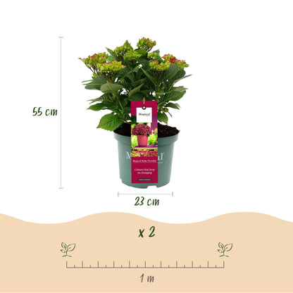 Hydrangea macrophylla Ruby Tuesday & Sapphire – Tuinhortensia – 2 planten – 23 cm – Hoogte 55 cm – Rood en Blauw – Balkonplant – 6-10 bloemen – Kleurenmix – Onderhoudsvriendelijk