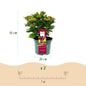 Hydrangea macrophylla Ruby Tuesday & Sapphire – Tuinhortensia – 2 planten – 23 cm – Hoogte 55 cm – Rood en Blauw – Balkonplant – 6-10 bloemen – Kleurenmix – Onderhoudsvriendelijk