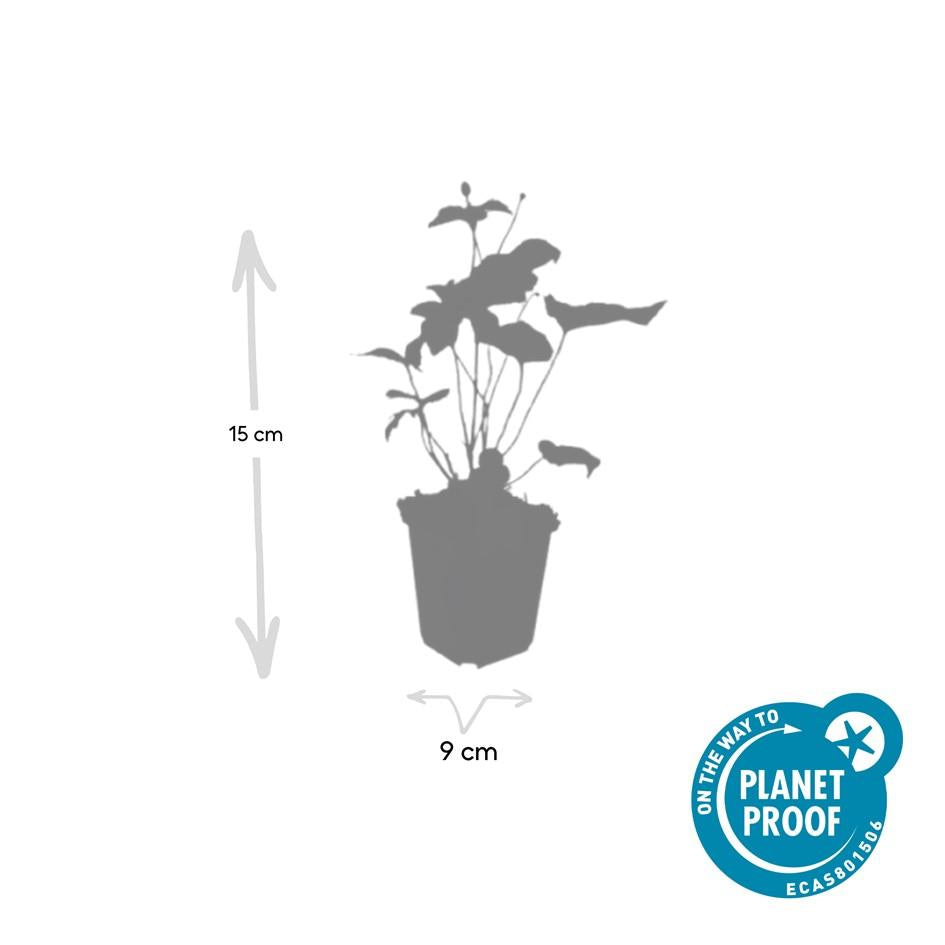 Japanse anemoon Anemone hyb. 'Honorine Jobert' – ↕10-25cm – Ø9cm – 12 planten – Herfstbloeier – Onderhoudsvriendelijk – Zonnig & Halfschaduw