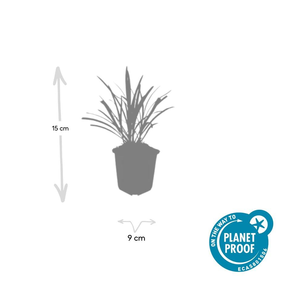 Lilientraube Liriope muscari 'Ingwersen' – ↕10-25cm – Ø9cm – 6 Pflanzen – Bodendecker, Immergrün, Violette Blüten, Winterhart, Pflegeleicht