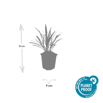 Lilientraube Liriope muscari 'Ingwersen' – ↕10-25cm – Ø9cm – 6 Pflanzen – Bodendecker, Immergrün, Violette Blüten, Winterhart, Pflegeleicht