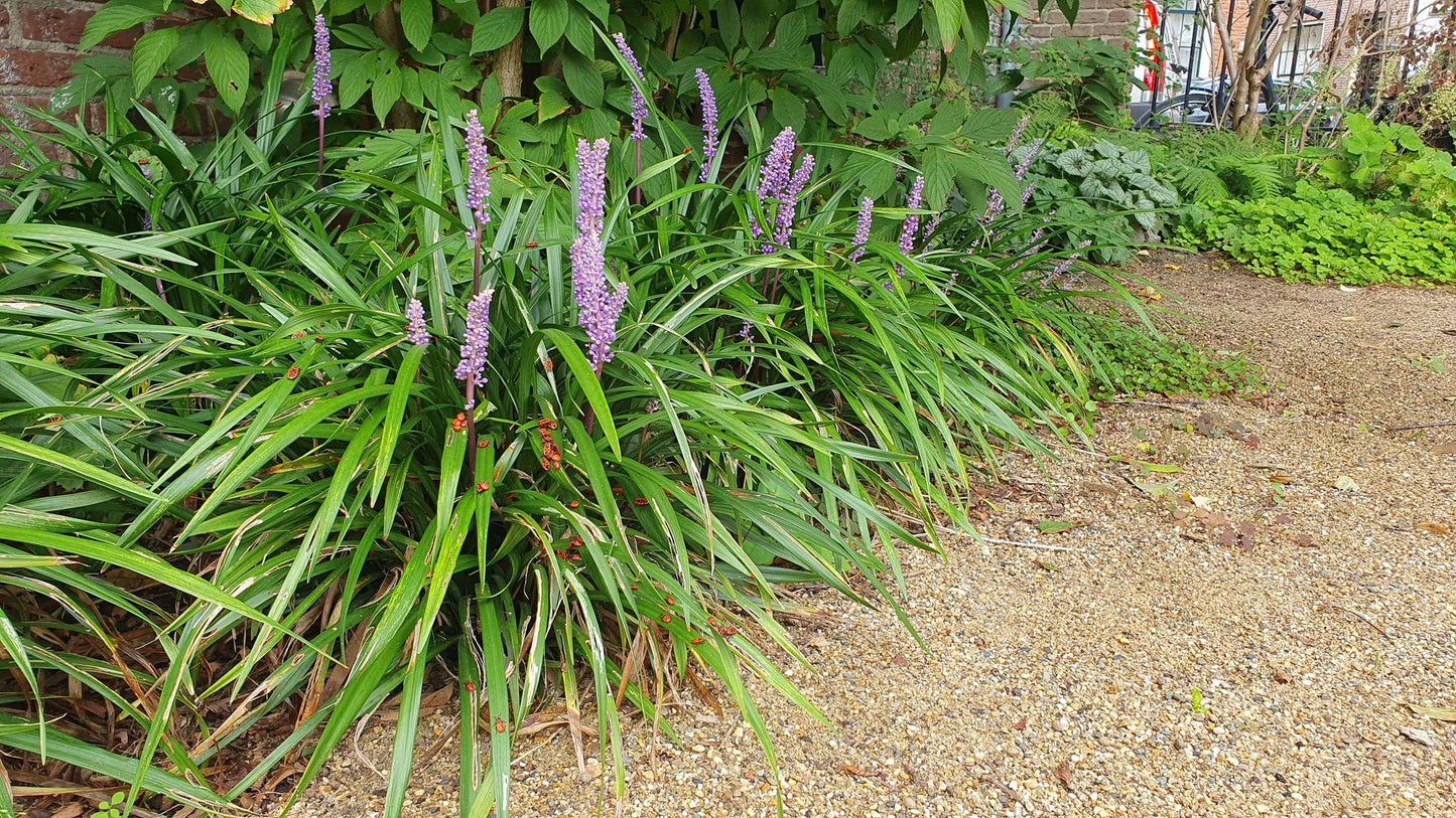 Lilientraube Liriope muscari 'Ingwersen' – ↕10-25cm – Ø9cm – 6 Pflanzen – Bodendecker, Immergrün, Violette Blüten, Winterhart, Pflegeleicht