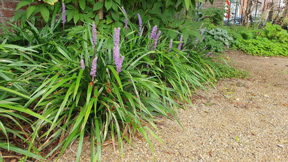 Lilientraube Liriope muscari 'Ingwersen' – ↕10-25cm – Ø9cm – 6 Pflanzen – Bodendecker, Immergrün, Violette Blüten, Winterhart, Pflegeleicht