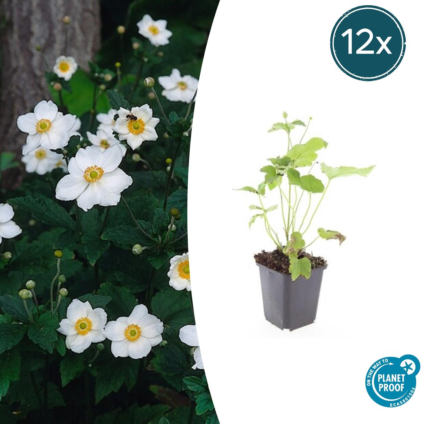 Japanse anemoon Anemone hyb. 'Honorine Jobert' – ↕10-25cm – Ø9cm – 12 planten – Herfstbloeier – Onderhoudsvriendelijk – Zonnig & Halfschaduw