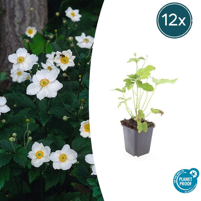 Japanse anemoon Anemone hyb. 'Honorine Jobert' – ↕10-25cm – Ø9cm – 12 planten – Herfstbloeier – Onderhoudsvriendelijk – Zonnig & Halfschaduw
