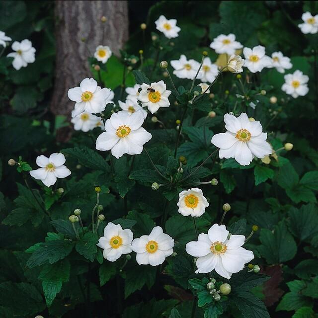 Japanse anemoon Anemone hyb. 'Honorine Jobert' – ↕10-25cm – Ø9cm – 12 planten – Herfstbloeier – Onderhoudsvriendelijk – Zonnig & Halfschaduw