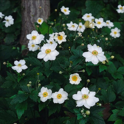 Japanse anemoon Anemone hyb. 'Honorine Jobert' – ↕10-25cm – Ø9cm – 12 planten – Herfstbloeier – Onderhoudsvriendelijk – Zonnig & Halfschaduw