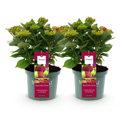 Hydrangea macrophylla Ruby Tuesday & Sapphire – Tuinhortensia – 2 planten – 23 cm – Hoogte 55 cm – Rood en Blauw – Balkonplant – 6-10 bloemen – Kleurenmix – Onderhoudsvriendelijk