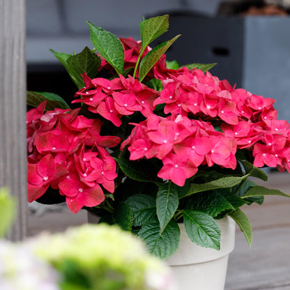 Hydrangea macrophylla Ruby Tuesday & Sapphire – Tuinhortensia – 2 planten – 23 cm – Hoogte 55 cm – Rood en Blauw – Balkonplant – 6-10 bloemen – Kleurenmix – Onderhoudsvriendelijk