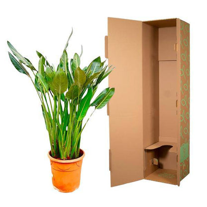 Strelitzia Reginae – Paradijsvogelplant – Kamerplant 160cm – Ø30cm – Exotische plant met oranje bloemen – Tropische kuipplant voor binnen en buiten – Makkelijk te verzorgen