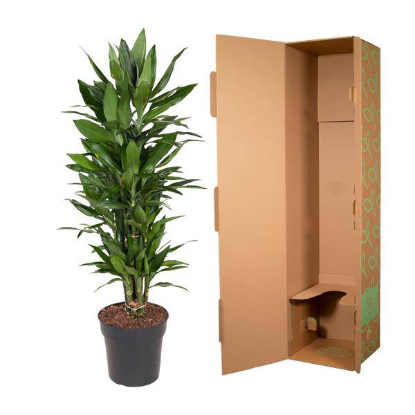 Drachenbaum – Dracaena Janet Lind 110cm – Ø27cm – Elegante Zimmerpflanze mit glänzend dunkelgrünen Blättern – Pflegeleichte Grünpflanze für Büro, Wohnzimmer & Wintergarten