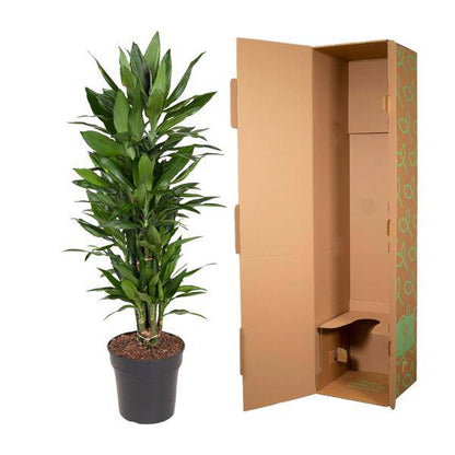 Drachenbaum – Dracaena Janet Lind 110cm – Ø27cm – Elegante Zimmerpflanze mit glänzend dunkelgrünen Blättern – Pflegeleichte Grünpflanze für Büro, Wohnzimmer & Wintergarten