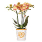 Orchidee Jamaica Orange Phalaenopsis – kamerplant met 2-3 stelen – incl. Malaga decoratieve pot Oranje Ø9cm – tropische bloeiende plant voor thuis