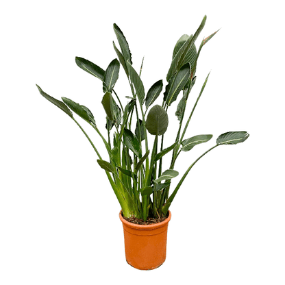 Strelitzia Reginae – Paradijsvogelplant – Kamerplant 160cm – Ø30cm – Exotische plant met oranje bloemen – Tropische kuipplant voor binnen en buiten – Makkelijk te verzorgen