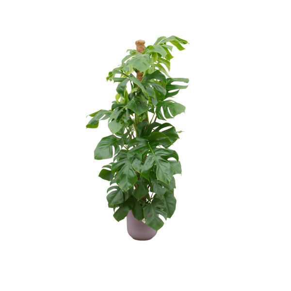 Monstera Pertusum – Gatenplant – Ø26cm – ↨150cm – Met decoratieve Jazz Pot Lila – Grote Kamerplant in Plantenset – Tropische Blikvanger voor Woonkamer & Kantoor