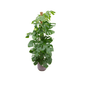 Monstera Pertusum – Gatenplant – Ø26cm – ↨150cm – Met decoratieve Jazz Pot Lila – Grote Kamerplant in Plantenset – Tropische Blikvanger voor Woonkamer & Kantoor