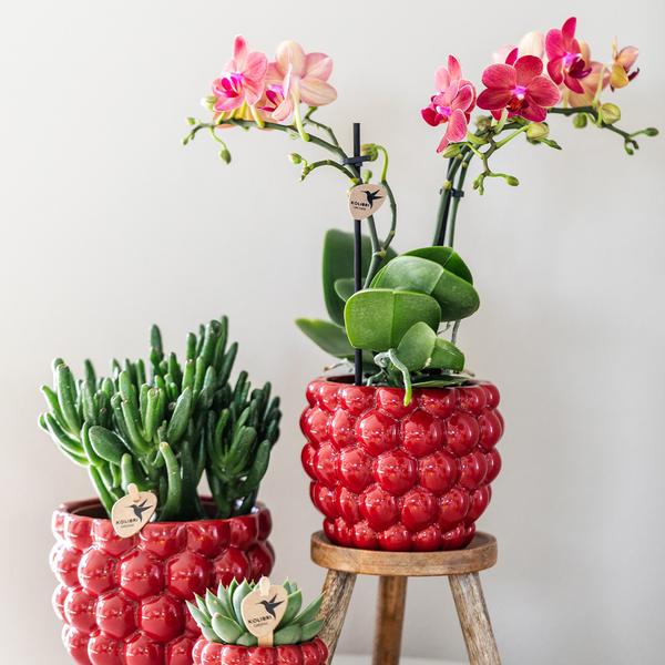 Phalaenopsis Orchidee Rood Kamerplant Ø9cm ↕40cm – bloeiende Orchidee voor Woonkamer, Kantoor & lichte standplaatsen kopen
