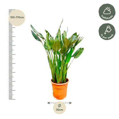 Strelitzia Reginae – Paradijsvogelplant – Kamerplant 160cm – Ø30cm – Exotische plant met oranje bloemen – Tropische kuipplant voor binnen en buiten – Makkelijk te verzorgen