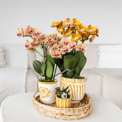 Orchidee Jamaica Orange Phalaenopsis – kamerplant met 2-3 stelen – incl. Malaga decoratieve pot Oranje Ø9cm – tropische bloeiende plant voor thuis