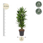 Drachenbaum – Dracaena Janet Lind 110cm – Ø27cm – Elegante Zimmerpflanze mit glänzend dunkelgrünen Blättern – Pflegeleichte Grünpflanze für Büro, Wohnzimmer & Wintergarten