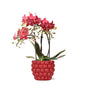 Phalaenopsis Orchidee Rood Kamerplant Ø9cm ↕40cm – bloeiende Orchidee voor Woonkamer, Kantoor & lichte standplaatsen kopen
