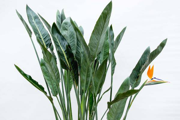 Strelitzia Reginae – Paradijsvogelplant – Kamerplant 160cm – Ø30cm – Exotische plant met oranje bloemen – Tropische kuipplant voor binnen en buiten – Makkelijk te verzorgen