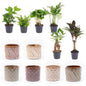 Set van 6 kamerplanten incl. potten "Madrid" – Onderhoudsvriendelijke groene planten voor woonkamer, kantoor & badkamer – Compleet pakket met sierpotten