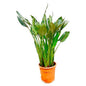 Strelitzia Reginae – Paradijsvogelplant – Kamerplant 160cm – Ø30cm – Exotische plant met oranje bloemen – Tropische kuipplant voor binnen en buiten – Makkelijk te verzorgen