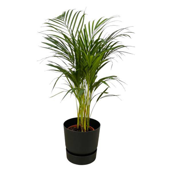 Areca Palme – Betelpalme – ca. 85cm Höhe – Zimmerpflanze luftreinigend – inkl. Schwarzem Blumentopf Ø24xH23 – Pflegeleicht & dekorativ für Wohnzimmer, Büro & Innenräume – Pflanztopfgröße Ø19cm