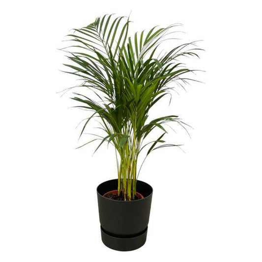 Areca Palme – Betelpalme – ca. 85cm Höhe – Zimmerpflanze luftreinigend – inkl. Schwarzem Blumentopf Ø24xH23 – Pflegeleicht & dekorativ für Wohnzimmer, Büro & Innenräume – Pflanztopfgröße Ø19cm