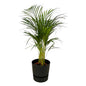 Areca Palme – Betelpalme – ca. 85cm Höhe – Zimmerpflanze luftreinigend – inkl. Schwarzem Blumentopf Ø24xH23 – Pflegeleicht & dekorativ für Wohnzimmer, Büro & Innenräume – Pflanztopfgröße Ø19cm
