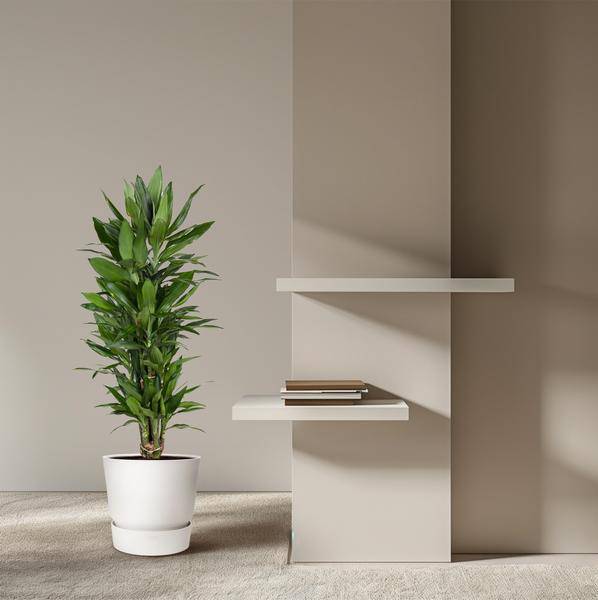 Drachenbaum – Dracaena Janet Lind 110cm – Ø27cm – Elegante Zimmerpflanze mit glänzend dunkelgrünen Blättern – Pflegeleichte Grünpflanze für Büro, Wohnzimmer & Wintergarten