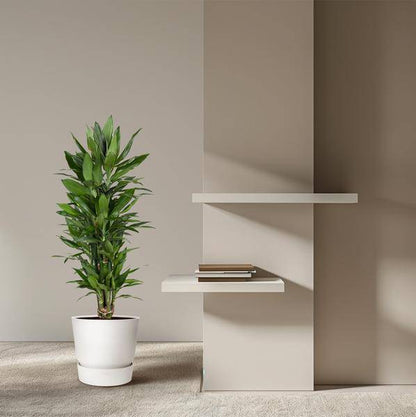 Drachenbaum – Dracaena Janet Lind 110cm – Ø27cm – Elegante Zimmerpflanze mit glänzend dunkelgrünen Blättern – Pflegeleichte Grünpflanze für Büro, Wohnzimmer & Wintergarten